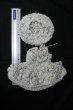 画像5: MSD/OF:ニットドレス&ベレー帽 S-24-11-10-433-KD-ZS (5)