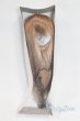 画像1: 8-9inch/ウィッグ/インチ　BJD　MJD　ドール用 A-25-04-09-080-NY-ZA (1)