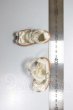 画像2: SDM＆MSD/OF:靴 A-26-04-29-232-NY-ZA (2)