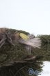 画像3: SD/OF Cocoon様製襟巻き I-25-05-04-3037-TO-ZI (3)