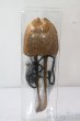 画像2: 7-8inch/ウィッグ U-25-08-19-035-TN-ZU (2)