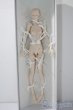 画像2: doll menagerie/Natural Posing Girl A-25-09-10-1098-TN-ZU (2)