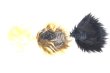 画像1: 7-8inch/ウィッグ/インチ　BJD　MJD　ドール用 U-26-07-08-288-TN-ZU (1)
